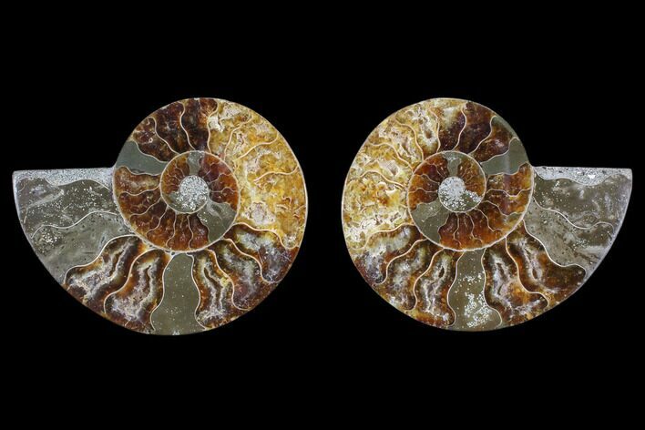 Cut & Polished Ammonite Fossil - Agatized #82313